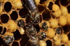 Zehn Bienenvölker sind in Röbel aus einem Bienenwagen gestohlen worden.