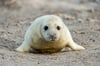 Eine Aufzuchtstation für junge Robben soll in Rostock vorerst nicht entstehen. Aber einzelne Tiere können nun betreut werden.