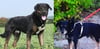 Dieser dreijährige Mischlingshund (links) wurde am Wochenende in Görmin gefunden. Der Tierschutzverein sucht seinen Besitzer. Bei dem Hund auf der rechten Seite, ist hingegen die Besitzerin auf der Suche nach dem Hund.