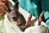 Zwei 17-Jährige sollen in Australien 14 Kängurus tot geprügelt haben. Nur ein Baby-Känguru hat überlebt.