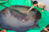 300-Kilo-Rochen gefangen – größter Süßwasserfisch der Welt