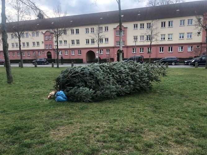 Weihnachtsbaum in Neubrandenburg umgekippt