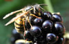Für die meisten sind Wespenstiche harmlos. Wer jedoch allergisch ist, kann Atemnot, Schwindel oder Herzrasen bekommen.