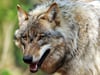 Nicht nur in der Lausitz sind Auto- und Bahnverkehr die größte Gefahr für die wild lebenden Wölfe.