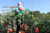 Detlef Peters hat den grünen Daumen. In seinem Garten gedeihen riesige Tomaten.