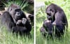 Gorillaweibchen Yene mit ihrer Tockter im Arm, die am 16. März 2020 geboren wurde. Daneben herzt Gorillaweibchen Zola ihren Sohn, der am 23. April 2020 zur Welt kam.