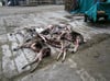 In einem Dammwildgehege in Pampow wurden innerhalb von zwei Nächten acht Tiere getötet.