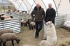 Noch sind die Schafe von Janine und Adrien Hiller in dem stabilen Folienzelt untergebracht. Nach Ostern soll es auf die Weide bei Grünz gehen.