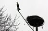 Papendorfs Storch kehrte am Sonntag aus dem Süden zurück. Am Montag inspizierte er die Kamera am Nest. Sie beobachtet das Treiben dort. Jeder kann in der Livecam dabei sein. Eine Anmeldung ist über die Seite des Storchenpflegehofes möglich.