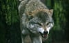 Nach Angaben eines Gutachters soll ein Wolf bei Mirow Wild getötet haben.