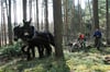 Mit einem Kaltblut und einem Muli (vorn) bereitet Achim Rensch (rechts) mit seinem Kollegen den Waldboden durch Pflügen für Aussaat und Pflanzungen vor.