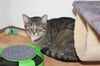 Tilly ist die letzte Katze des Pasewalker Katzenhauses. Für die kastrierte, etwa zweieinhalb Jahre alte Katze sucht Hildegard Vorrath ein neues Zuhause.  
