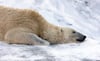 Eisbär Noria schiebt sich im Rostocker Zoo durch den Schnee.