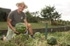 Mehr als zehn Kilo wiegen die imposantesten Wassermelonen im Garten von Hans-Joachim Schwarz.