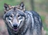 Mecklenburg-Vorpommern will Tierhalter mehr bei den Maßnahmen zum Schutz vor Wölfen unterstützen (Symbolbild).