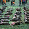 Schweinepest – MV hat Jägern über 11 Millionen Euro gezahlt