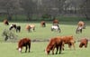 Rinder und Pferde chillen auf einer Weide auf Gut Dalwitz, wo 2003 die erste gentechnikfreie Zone Deutschlands gegründet wurde. 16 Landwirte gründeten vor 25 Jahren in Mecklenburg-Vorpommern den Öko-Anbauverband Biopark.