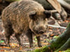 Gefährliche Parasiten in Wildschwein entdeckt – Warnung vor Fleischverzehr