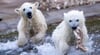 Zum 1. Januar steigen die Eintrittspreise im Zoo Rostock. Die Eisbären-Zwillinge Kaja und Skadi zu besuchen wird teurer – für Kinder allerdings nicht.