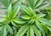 Weil er Cannabis-Pflanzen auf seinem Balkon angebaut hat, stand jetzt ein 35-jähriger Neubrandenburger vor Gericht.