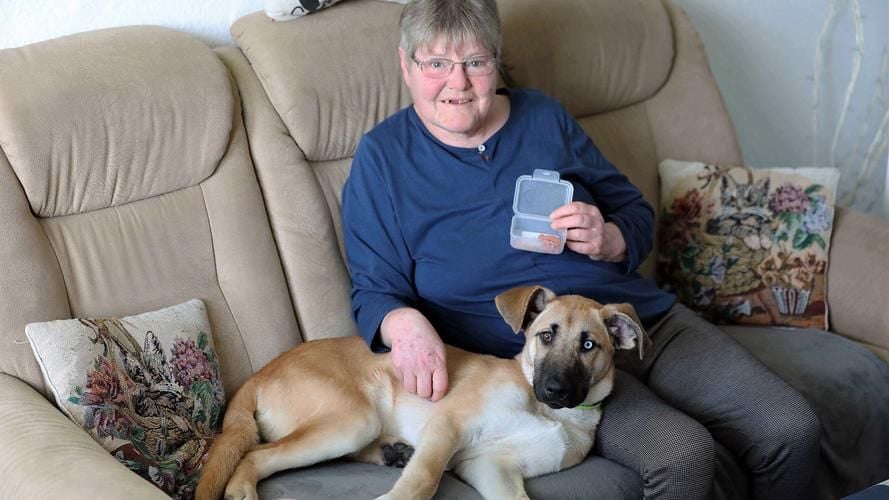 „Hilfe, mein Hund hat meine Zähne gefressen“