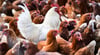 Vogelgrippe verbreitet sich nach Geflügelausstellung in Demmin