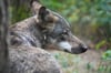 In MV kommt es häufiger zu Zusammenstößen mit Wölfen, da dort und in den benachbarten Regionen in Niedersachsen und Schleswig-Holstein mehrere Wolfsrudel und Einzelwölfe leben.