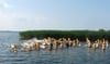 Rein ins Wasser, fertig, los. Auch in diesem Jahr wird wieder sportlich über den Kummerower See geschwommen. Ein Verein aus Stavenhagen macht’s möglich.