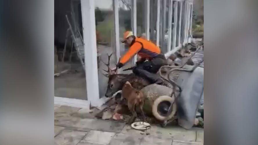 Jäger schlitzt Hirsch in Gartenteich die Kehle auf