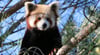 Der Zoo Rostock wird im kommenden Jahr um eine Attraktion reicher sein. Rote Pandas sind im Himalaya-Gebirge heimisch.