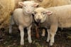 Tiere leiden erfahrungsgemäß sehr unter dem Silvesterfeuerwerk, auch Schafe flüchten oft völlig verängstigt.