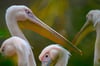 Vorerst soll der Virus-Vorfall im Schweriner Zoo keine tödlichen Konsequenzen für die anderen Pelikane haben.