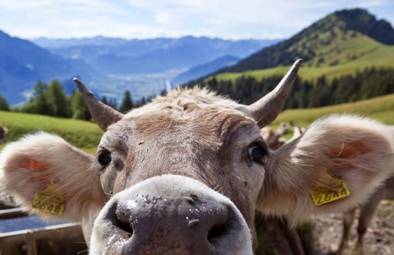 Bauern sauer über Werbung mit Haferdrink statt Kuhmilch