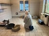 Im Schutzanzug gehen Mitarbeiter des Neustrelitzer Tierheims täglich in die Katzenstuben, um sie gründlich zu desinfizieren.