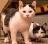 Zurzeit kümmert sich der Tierschutzverein um diese beiden Kätzchen.