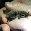 Fledermäuse halten Winterschlaf im alten Lokschuppen Neukalen