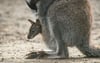 Ein Känguru-Baby steckt im Zoo von Stralsund den Kopf aus dem Beutel der Mutter.