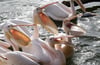 Im Vogelpark reißen die Rosapelikane ihre Schnäbel bei der Fütterung weit auf.