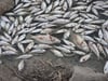 Dem Ministerium für Primärindustrie zufolge ist der Tod der Fische wahrscheinlich auf eine Kombination aus der Hitze und dem niedrigen Sauerstoffgehalt durch die zurückgehenden Überschwemmungen zurückzuführen.