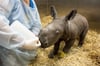 Das Breitmaulnashornkälbchen am 21. März 2023 im Werribee Open Range Zoo