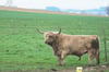 Der Hochland-Bulle Buddy beim letzten Gang über seine Weide am Ortsrand von Obersulmetingen, auf der er sieben Jahre lebte. Der Zuchtbulle stirbt kurz darauf durch einen Weideschuss.