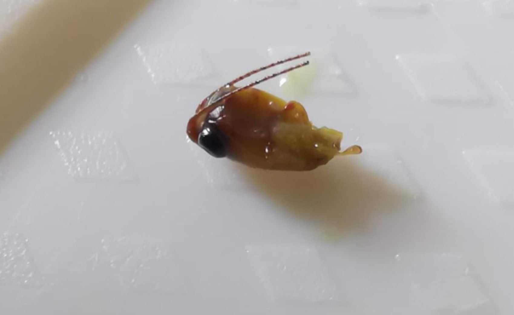 Mutter entdeckt Tierkopf im Spinat