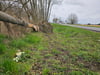 Blumen, eine Kerze und ein umgestürzter Baum sind die stummen Zeugen des dramatischen Unfalls, bei dem auf der B109 nahe des Bahnübergangs Borkenfriede ein Mann sein Leben verlor.