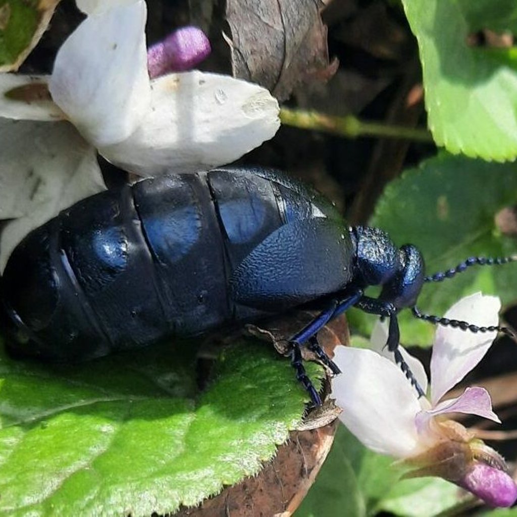 Schwarzer Gift–Käfer auch in Vorpommern unterwegs