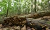 Der Wasdower Wald ist ein reizvolles Natur-Refugium. Er soll nun zwangsversteigert werden.