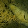 ► Tote Robbe im Geisternetz vor Insel Rügen gefunden