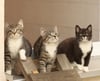 Im Katzenhaus von Neukalen fühlen sich die Miezen sichtlich wohl. Auch das Amt Malchin kann das Katzenhaus jetzt nutzen, nachdem die Fundtier-Aufnahme neu geregelt wurde.