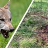 ► Wolfsattacke im Dorf sorgt für Angst in Vorpommern