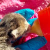Aus Müll gerettete Kitten bringen tödliches Virus ins Katzenhaus