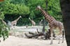 Giraffen stehen in ihrem Gehege in der Savannenlandschaft im Tierpark Berlin. Der neu eröffnete Bereich wartet mit Zebras, Giraffen, Gazellen und Gnus auf.